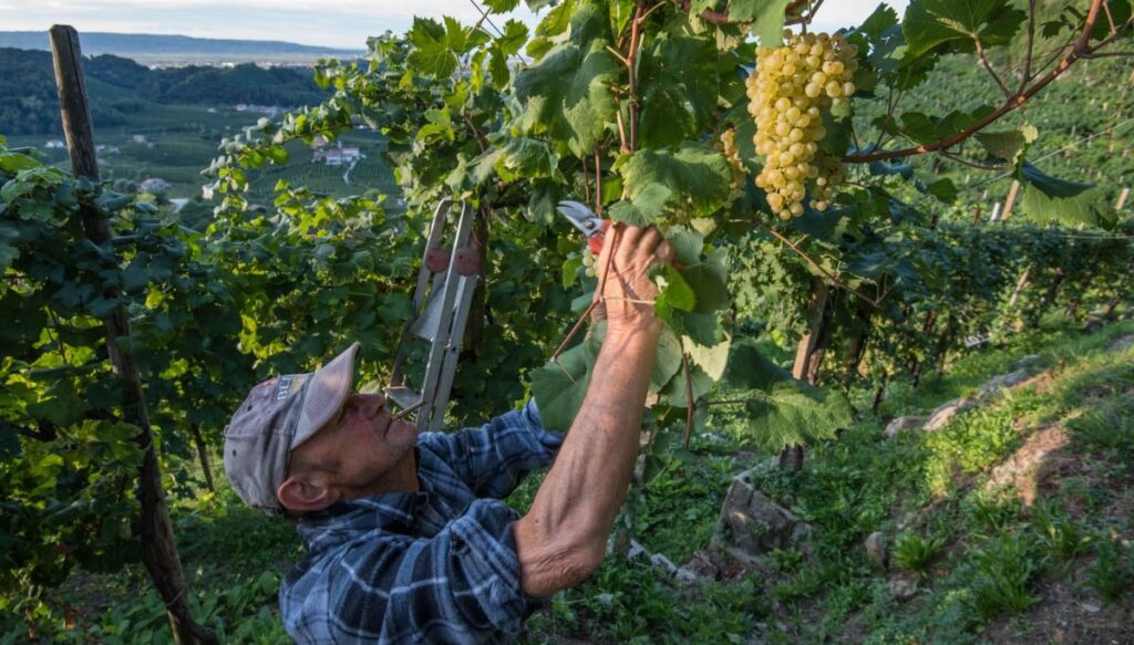 Firmato Decreto Per Vigneti Eroici E Storici